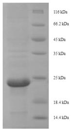 Insect Css4 protein