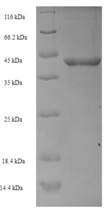 E. coli fkpA protein