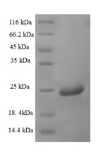 Insect Cn2 protein