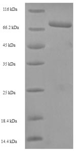 Human UL48 protein