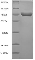 E. coli map protein