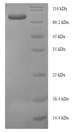 E. coli gshA protein