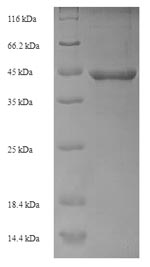 E. coli recO protein