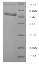 E. coli ruvB protein