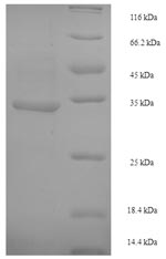 E. coli ruvC protein