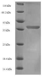 Bacterial fkpA protein