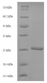 Human SCRG1 protein