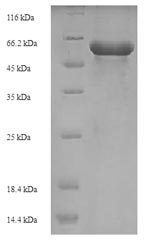 Bacterial fabF protein