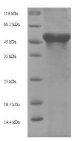 Mouse Arg1 protein