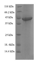 Human FAM109B protein