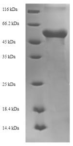 Viral VP40 protein