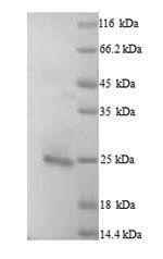 Human BCL2L11 protein
