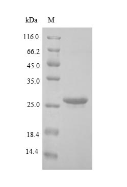 Human BNIP3L protein