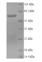 Mouse Loxl1 protein