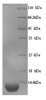 Human PI3 protein