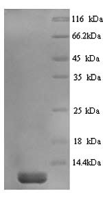 Mouse PSAP protein