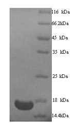 Human TRIM24 protein