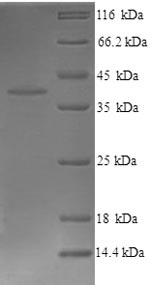 Mouse Wnt3 protein