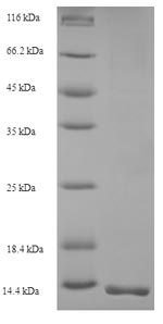 Viral Scytovirin protein
