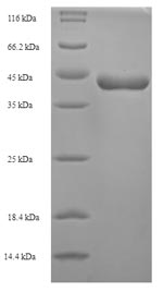 Animal Major egg antigen protein