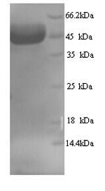 Human MYBPC2 protein