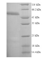 Mouse Ripk3 protein
