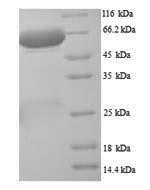 Rat Plbd2 protein