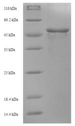 Bacterial fabF protein