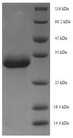 Monkey EPO protein