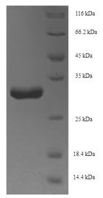 Bacterial acpS protein