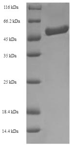 Bacterial amiF protein
