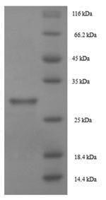Dog Mite group 2 allergen Lep d 2 protein