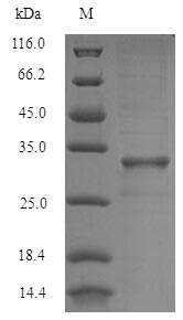 Animal BLOT5 protein