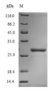 Insect DERF2 protein
