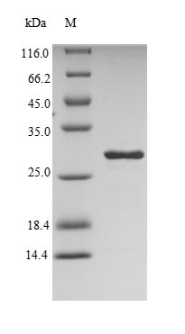 Insect DERP2 protein