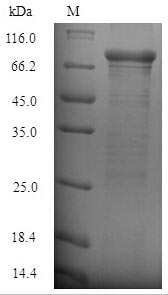 Bacterial clfB protein