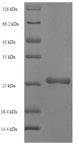 Bacterial scn protein
