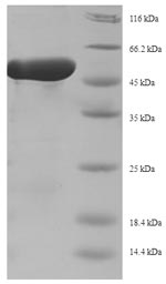 Bacterial repD protein