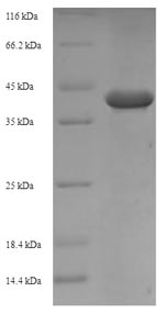 Plant Allergen Ara h 1, clone P17 protein