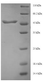 Human TGFB3 protein