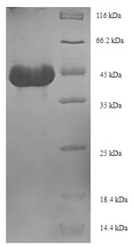 Bacterial aprE protein