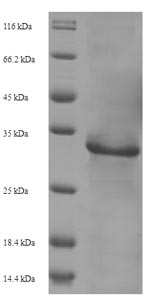 Human vpx protein