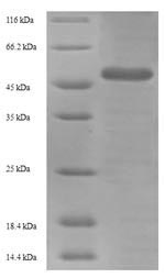 Viral HA protein