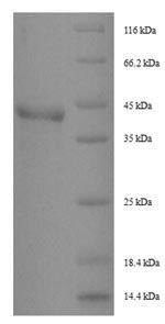 Insect Der P1 protein