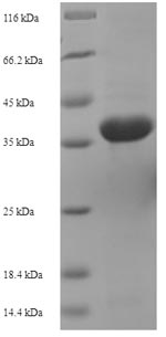 Plant aac protein