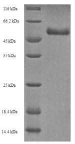 Human NRG3 protein