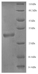 Horse PMP2 protein