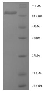 Mouse Dsg3 protein