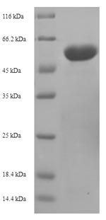 Mouse Ogdh protein