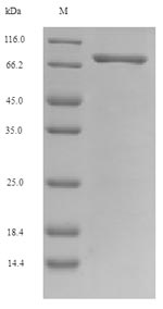 Mouse Nrf1 protein